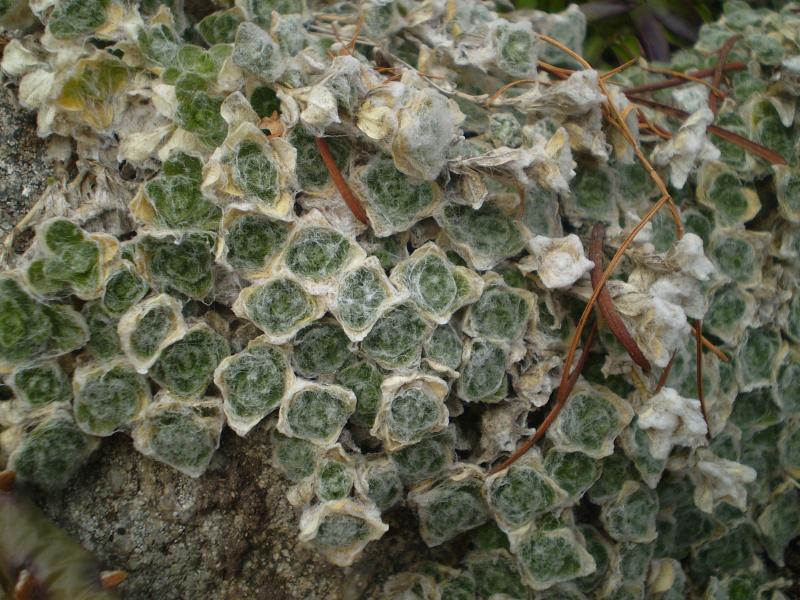 image_3 CERASTIUM alpinum var. lanatum (1361)
